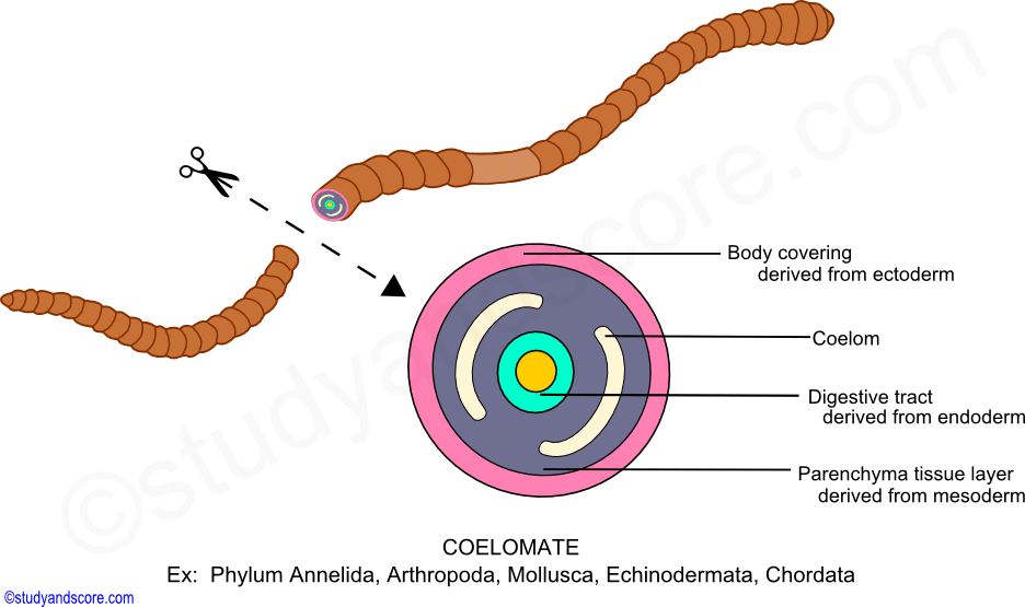 Coelomate, endoderm, ectoderm, mesoderm, archenteron, vlastocoel, gut